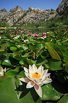 cầu bạch thủ 247