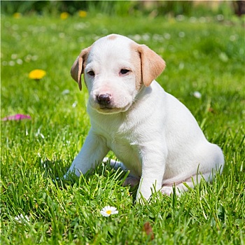 dự đoán bạch thủ lô miền bắc