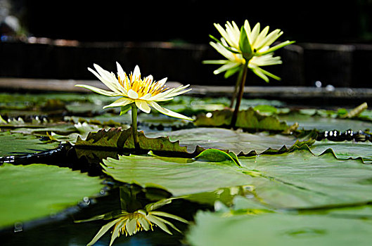 xổ số hai đài